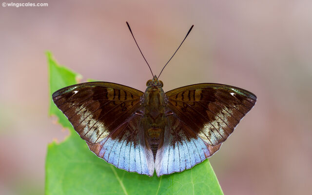 Euthalia monina monina