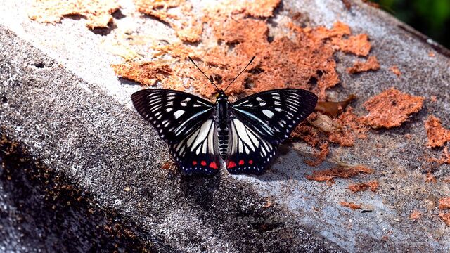 Euripus consimilis eurinus