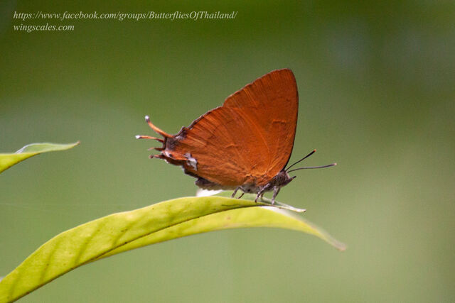 Thamala marciana ssp.