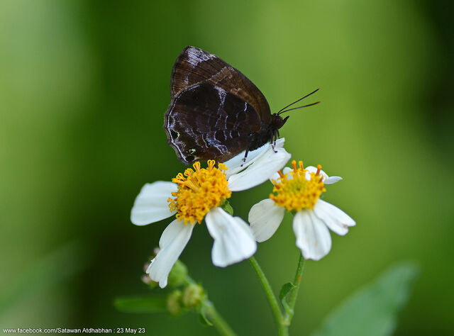 Flos anniella anniella