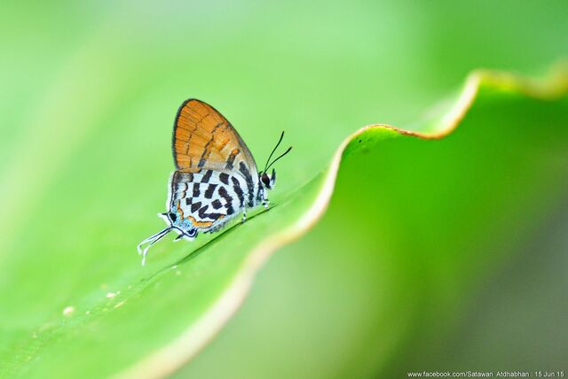 Drupadia rufotaenia rufotaenia