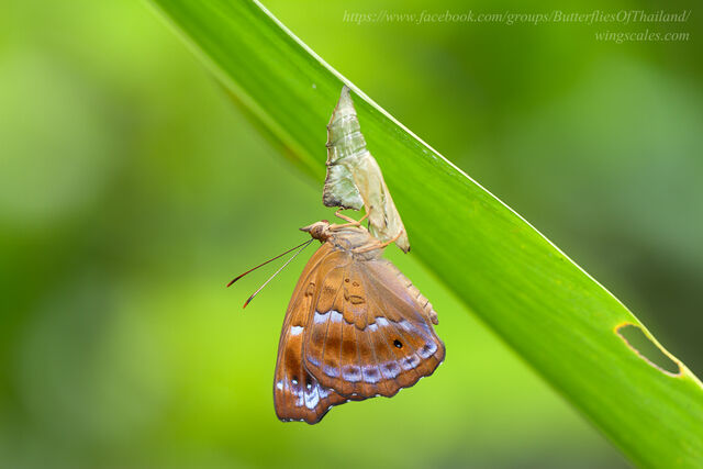 Rohana parisatis pseudosiamensis
