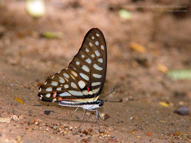 Graphium arycles arycles