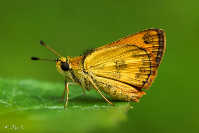 Taractrocera archias quinta