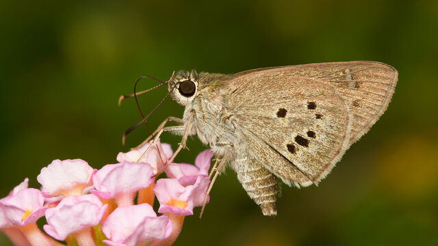 Suastus gremius gremius