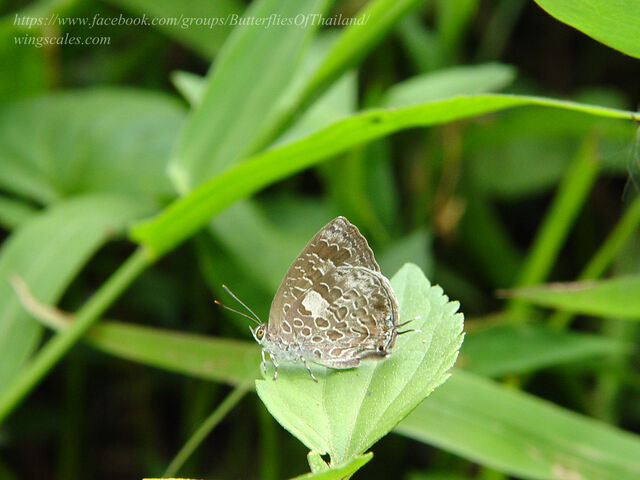 Arhopala birmana birmana