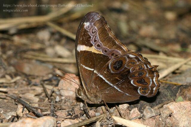 Lethe europa niladana