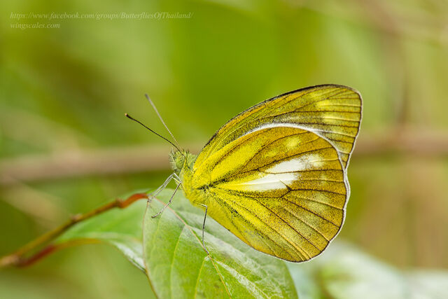 Cepora nadina nadina