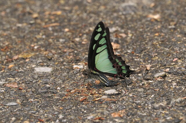 Graphium cloanthus cloanthus