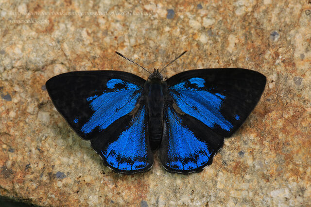 Poritia manilia evansi