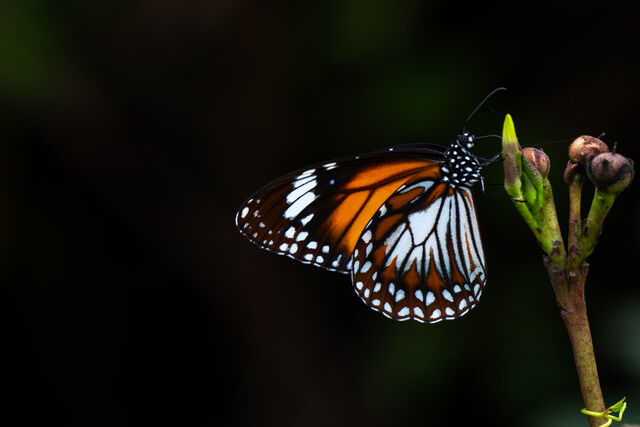 Danaus affinis malayana