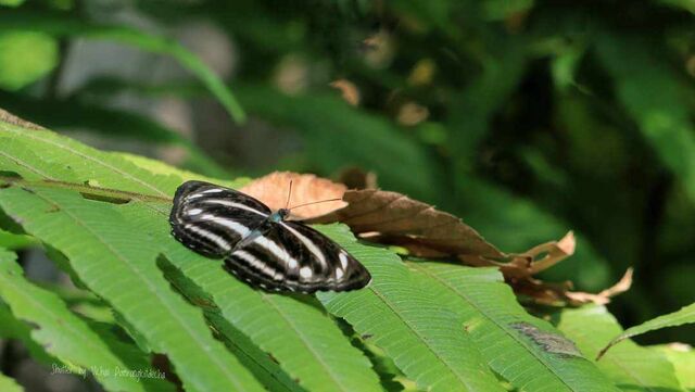Neptis nashona aagaardi