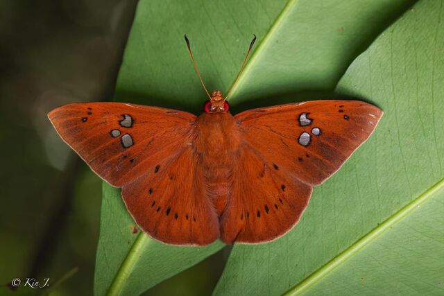 Capila phanaeus falta