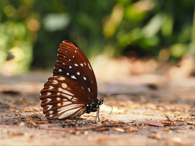 Penthema darlisa darlisa