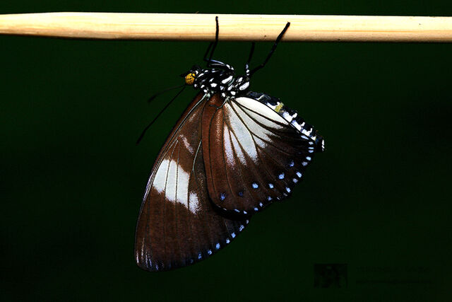 Euripus nyctelius nyctelius