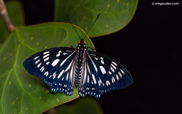 Euripus nyctelius euploeoides