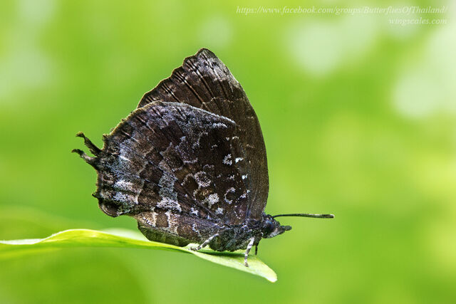 Mahathala ariadeva burmana