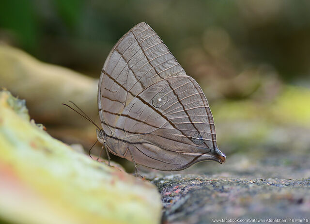 Amathuxidia amythaon dilucida