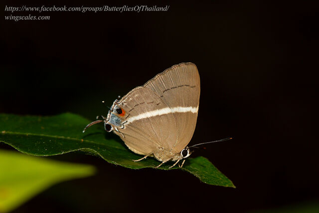 Dacalana sinhara aoyamai