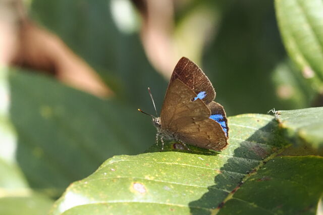 Deramas jasoda jasoda