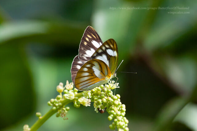 Appias olferna olferna