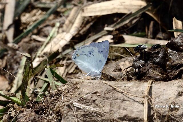 Helcyra hemina hemina