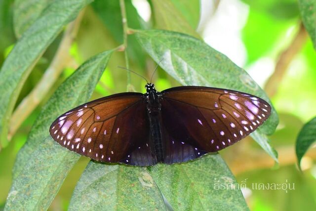 Euploea phaenareta castelnaui
