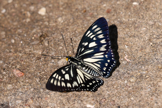 Euripus nyctelius nyctelius