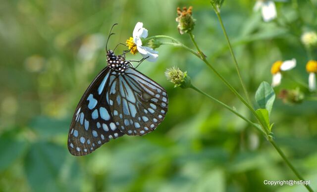 Tirumala limniace limniace