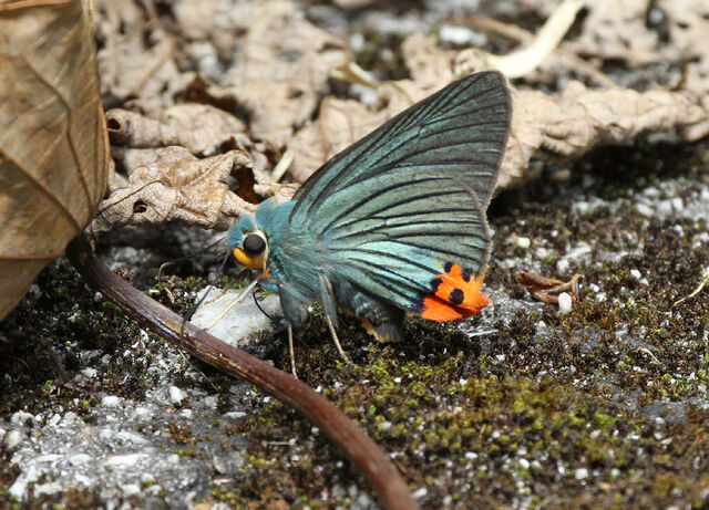 Choaspes benjaminii japonica