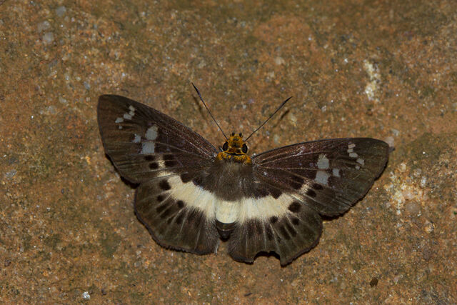 Gerosis bhagava bhagava