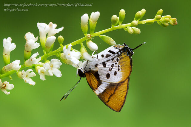 Araotes lapithis lapithis