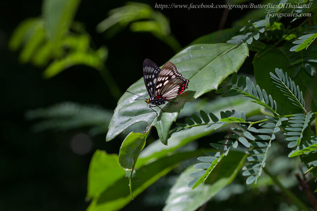 Euripus consimilis eurinus