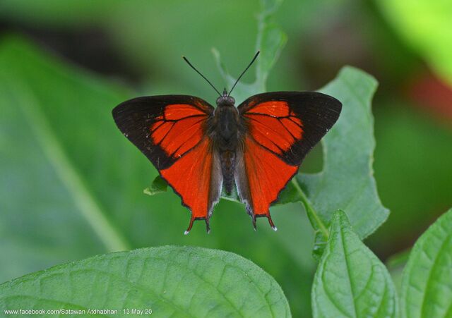 Thamala marciana marciana