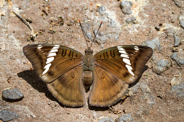 Euthalia phemius phemius