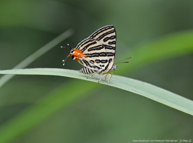 Spindasis syama terana