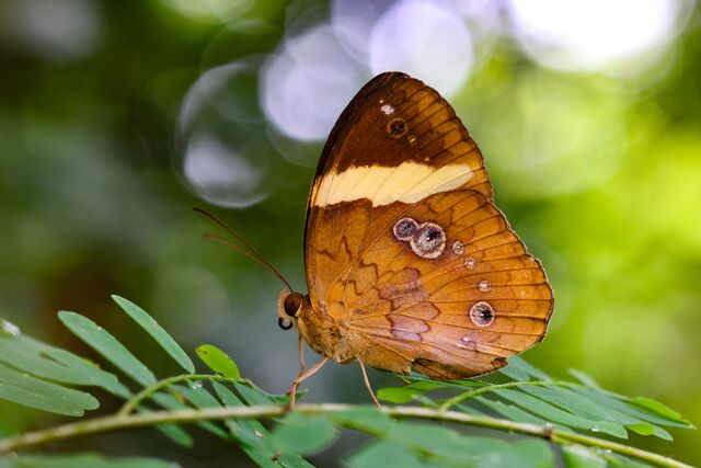 Xanthotaenia busiris busiris