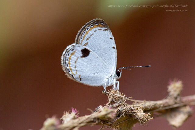 Pithecops corvus corvus