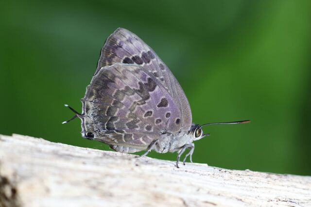 Arhopala hellenore hellenore