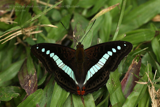 Athyma daraxa daraxa