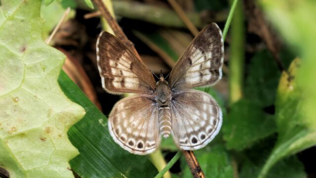 Niphanda cymbia cymbia