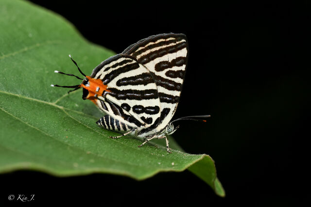 Spindasis syama peguanus