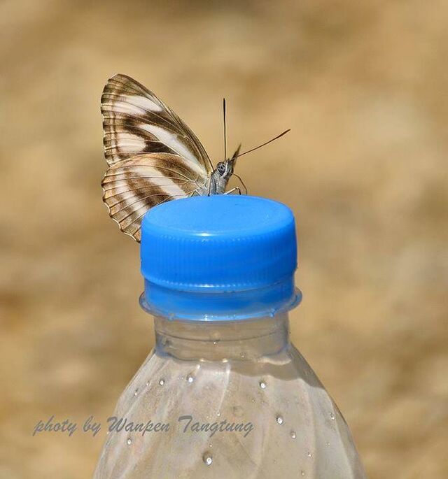 Neptis zaida prasobchoki