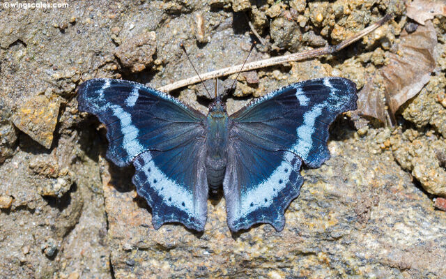 Nymphalis canace canace