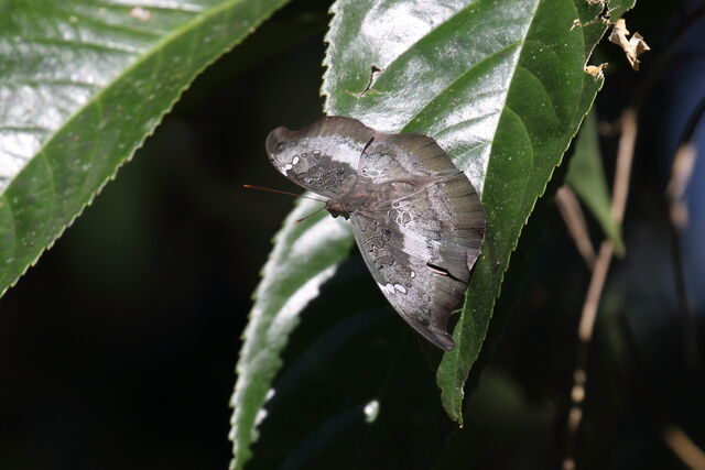 Euthalia anosia anosia