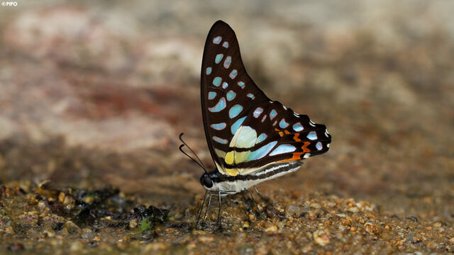 Graphium bathycles bathycloides