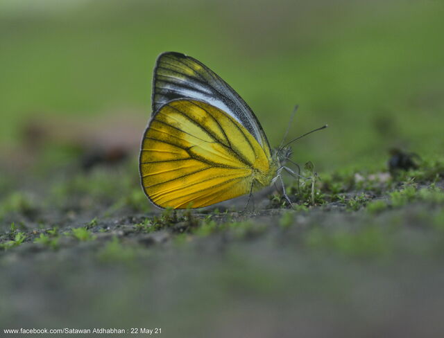 Cepora nadina andersoni