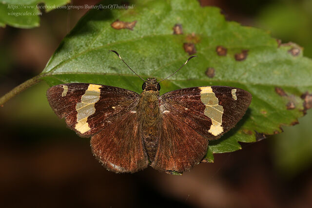 Celaenorrhinus affinis