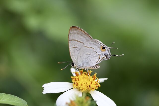 Hypolycaena erylus himavantus