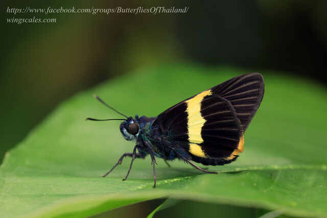 Acerbas sarala chinensis